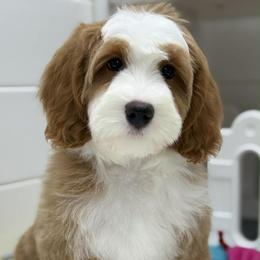 Gray-noodle - Red male Bernedoodle puppy in Yuciapa, California from AlltheDoodlez_