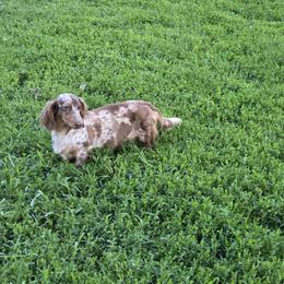 Summer - Dachshund