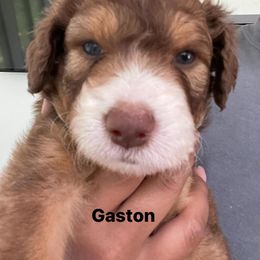 Aussiedoodle and Australian Shepherd Puppies from Loving Puppy Paws Kennel