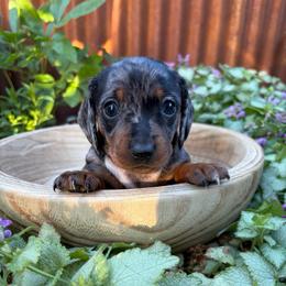 Girl 1 - Dapple female Dachshund puppy in Olathe, Colorado from Rocking LJ Breeding