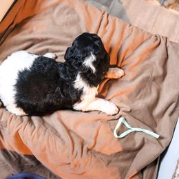 Poodle Puppies from BC’s Poodles on the Mountain