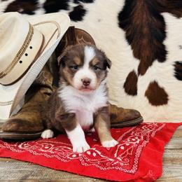 'Brianna' - Red tri-color female Australian Shepherd puppy in Durand, Wisconsin from Larson’s Legacy Aussome Aussie Kennels