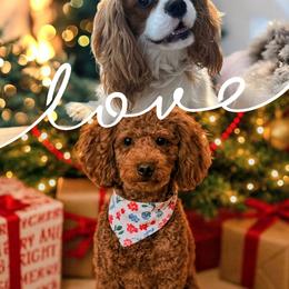 Cavapoo puppies from Blackberry Hill Doodles