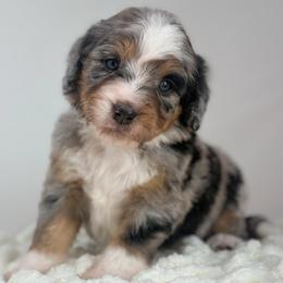 Tempo - Blue merle male Bernedoodle puppy in Fleming, Colorado from Vandenbark Doodles