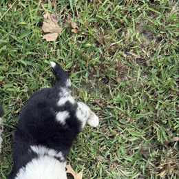 Male 5 - Blue merle male Miniature Australian Shepherd puppy in Muscadine, Alabama from B&M Miniature Australian Shepherds