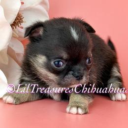 Thragg - Black and tan male Chihuahua puppy in Anderson, South Carolina from Lil Treasures Chihuahuas