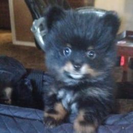 Pomeranians from Maribel Poms