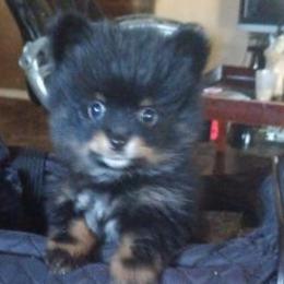 Pomeranians from Maribel Poms