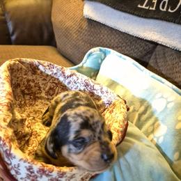 Frankfurt - Dapple male Dachshund puppy in Wakeman, Ohio from Angie's Adorable Dachshunds