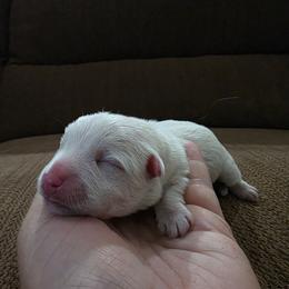 Boy 1 - White male West Highland White Terrier puppy in Mcneal, Arizona from Olympian Giant Schnauzers and Westie’s!