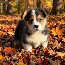 Xaden blue - Black and tan male Pembroke Welsh Corgi puppy in Sanford, Michigan from Tambali Pembroke Welsh Corgis