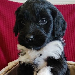 Portuguese Water Dog puppies from Wood's Edge Portuguese Water Dogs