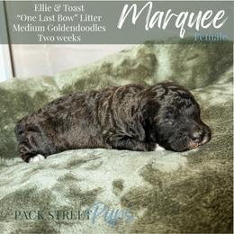 Marquee - Phantom female Goldendoodle puppy in Paxville, South Carolina from Pack Street Pups