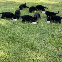 German Shepherd Puppies from Southern Lakes German Shepherds