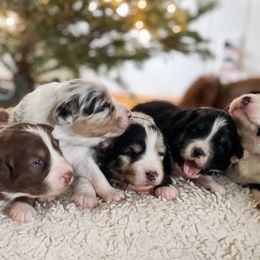 Australian Shepherd Puppies from Kelly Krew Aussies