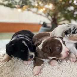 Australian Shepherd Puppies from Kelly Krew Aussies