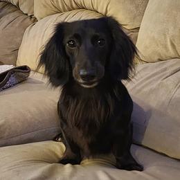 Ozzy - Dachshund