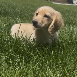 Dachshund Puppies from Zacha’s Doxie House
