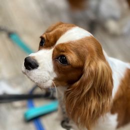 Maggie - Cavalier King Charles Spaniel