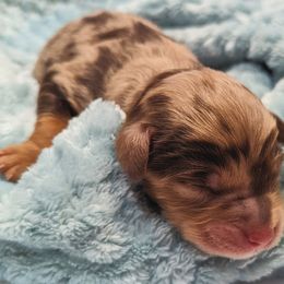 Aussiedoodles from Appleblossom Aussiedoodles