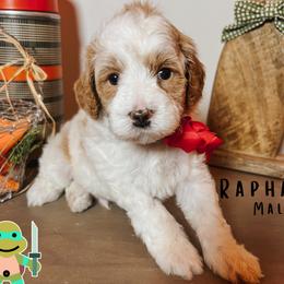 Raphael - Parti male Goldendoodle puppy in Hilton, New York from The House of Goldendoodle