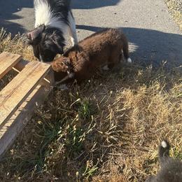 Border Collie Puppies from Athena’s Collies