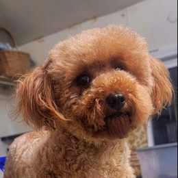 Miami - Goldendoodle