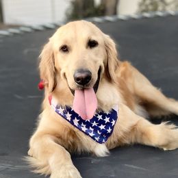 Liberty - Golden Retriever