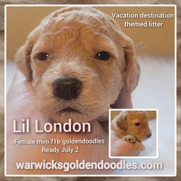 Goldendoodle Puppies from Stacy Warwick