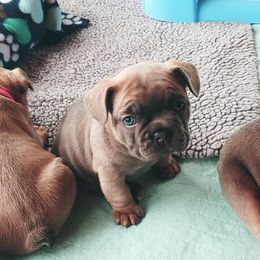 French Bulldog Puppies from Windy Ridge French Bulldogs