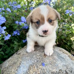 Boy 3 - Pembroke Welsh Corgi puppy in Springville, California from Campbell Creek Corgis