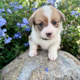 Boy 3 - Pembroke Welsh Corgi puppy in Springville, California from Campbell Creek Corgis