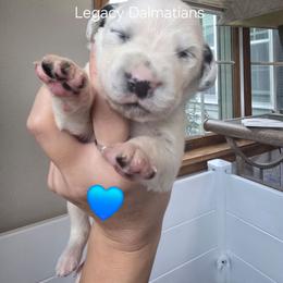 Wave - White and black male Dalmatian puppy in Janesville, Wisconsin from Legacy Dalmatians