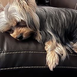Sparkle - Yorkshire Terrier