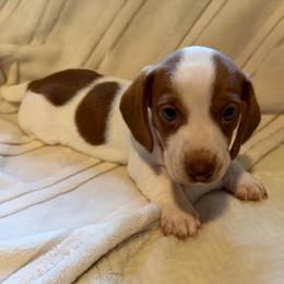 CKC light pink - Piebald female Dachshund puppy in Grand Valley, Pennsylvania from Dachshunds on the Hill