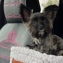 Zoey - Yorkshire Terrier