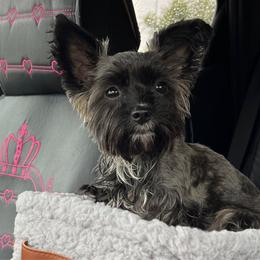 Zoey - Yorkshire Terrier