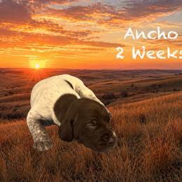 Ancho - Liver and white male German Shorthaired Pointer puppy in Columbus, Nebraska from Prancy Pawz