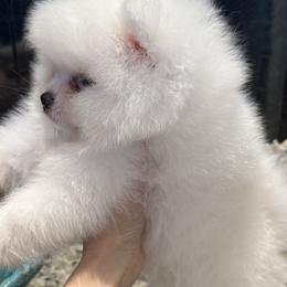 Pomeranians from D’ Pomlovers