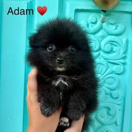 Adam - Black male Pomeranian puppy in Springfield, Missouri from Hope Mountain Pomeranians