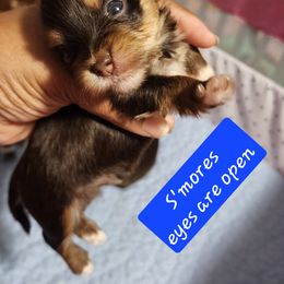 Boy 3 - Chocolate, tan and white male Yorkshire Terrier puppy in Newport News, Virginia from Ty-Shea Designs Yorkies and More LLC