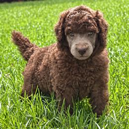 (Fischer) Lime Green Collar Male - Silver-beige  male Poodle puppy in Screven, Georgia from Dreamland Standard Poodles