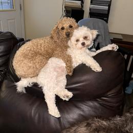 Kilikana - Poodle