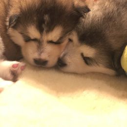Alaskan Malamute Puppies from Sigma Alaskan Malamutes