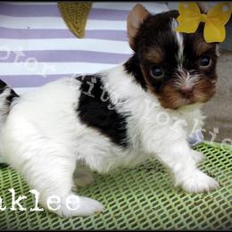 Yorkshire Terrier Puppies from Danielle's Yorkie Babies