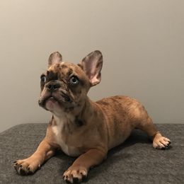 Bulldog, French Bulldog, and Pug Puppies from Royal destiny kennels