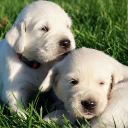 Golden Retrievers from Golden Pond Retrievers