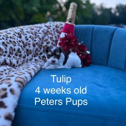 Tulip - Chocolate, tan and white female Yorkshire Terrier puppy in Hertford, North Carolina from Peters Pups Yorkshire Terriers