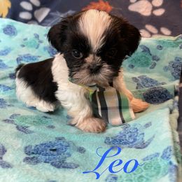 Leo - Black and white male Shih Tzu puppy in Hemet, California from Aloha Shih Tzu