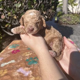Harvest Rowan - Apricot male Poodle puppy in Corona, California from Garden Of Poodles